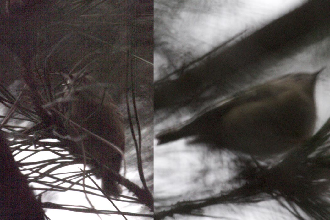 Goldcrest