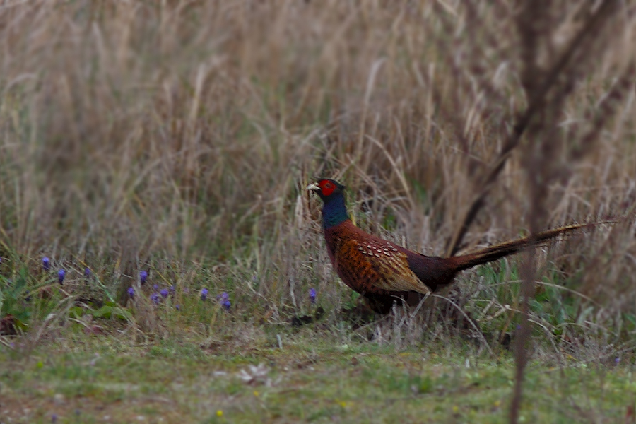 Common Pheasant
