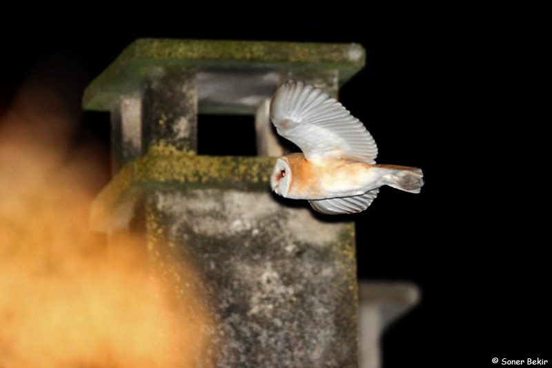 Western Barn Owl