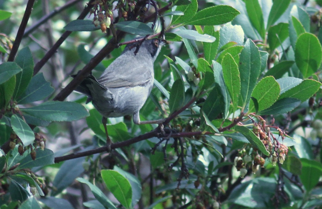 Sardinian Warbler