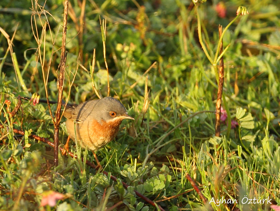 Subalpine Warbler