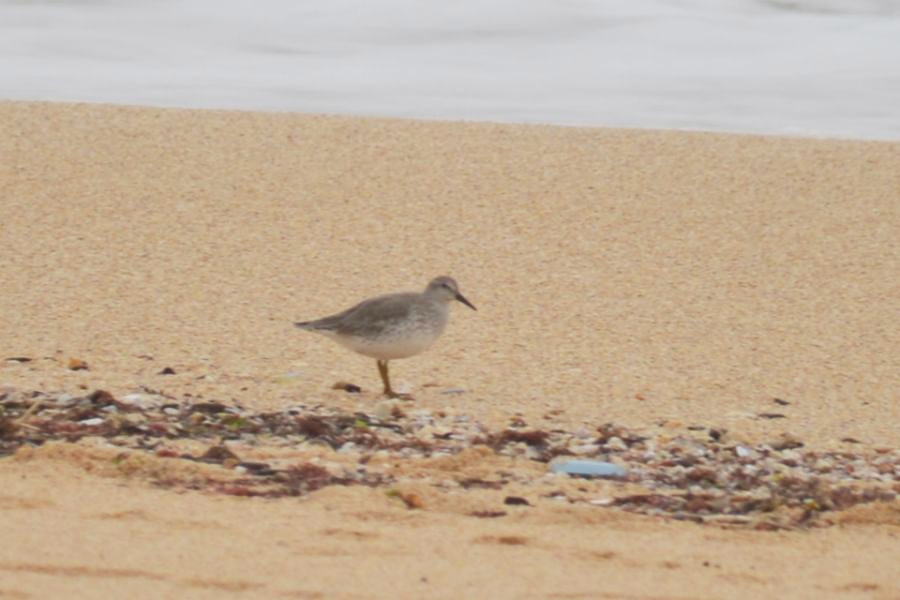 Red Knot