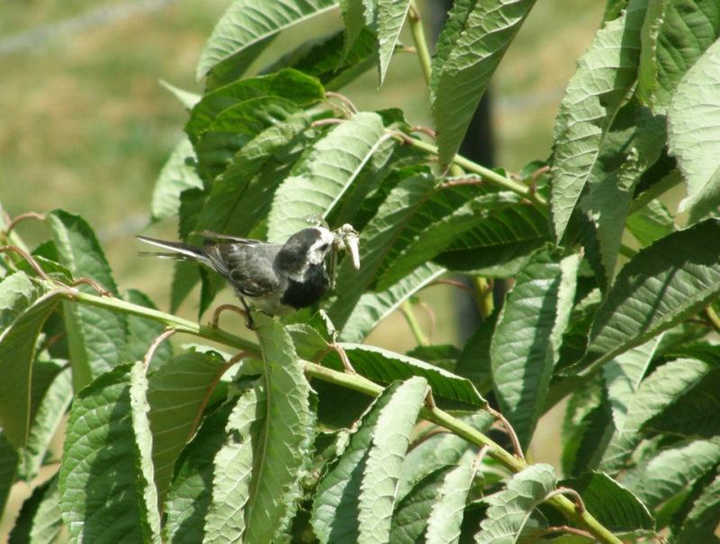 White Wagtail
