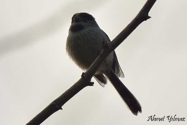 Long-tailed Tit