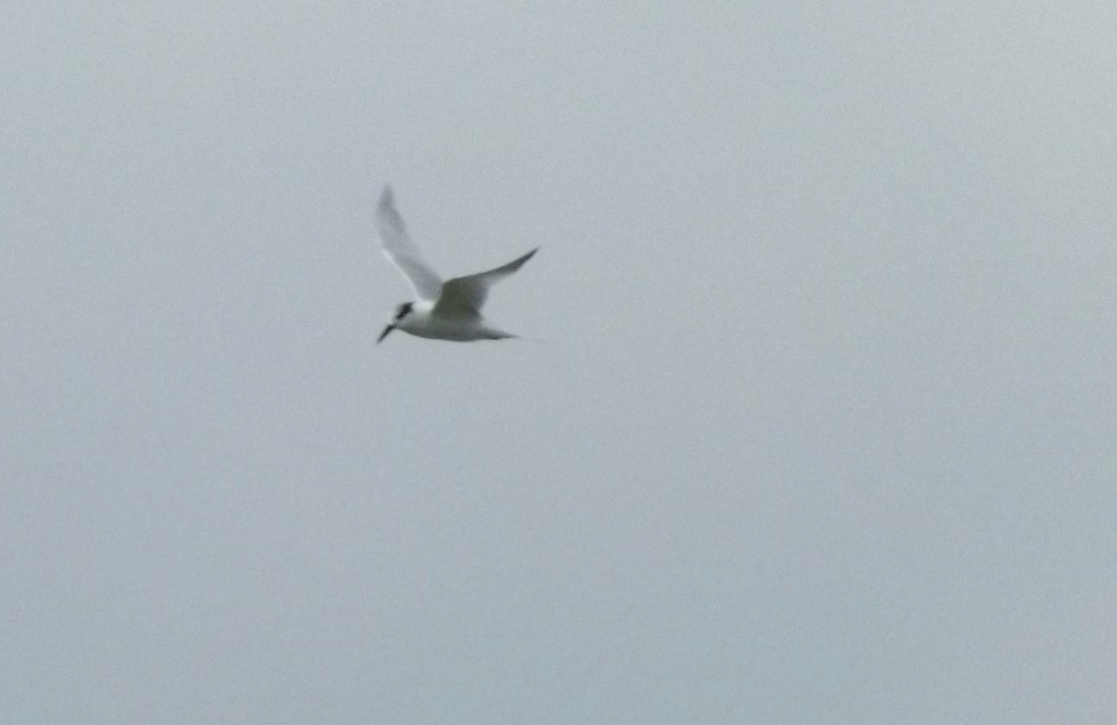 Sandwich Tern