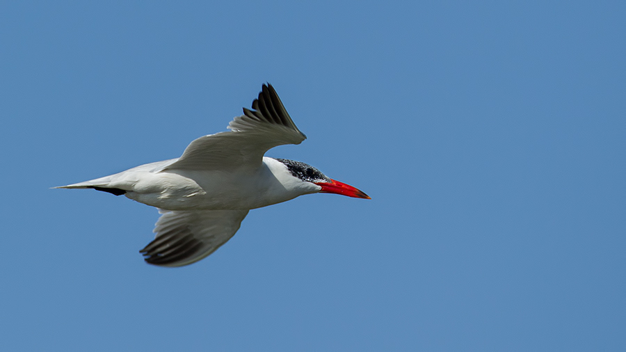 Caspian Tern