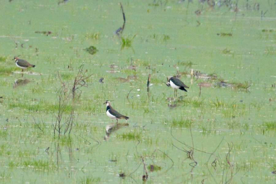 Northern Lapwing