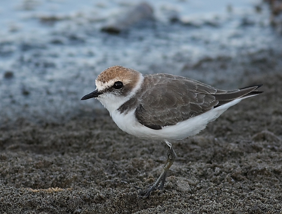 Kentish Plover