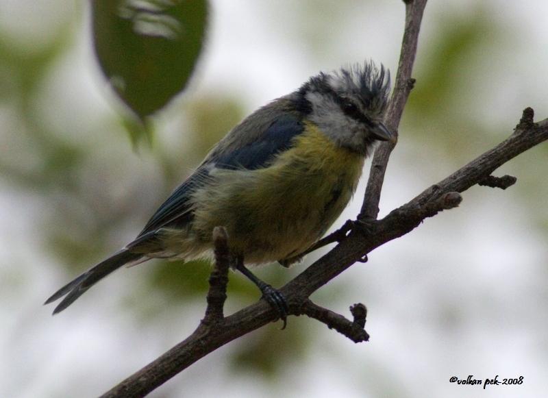 Eurasian Blue Tit