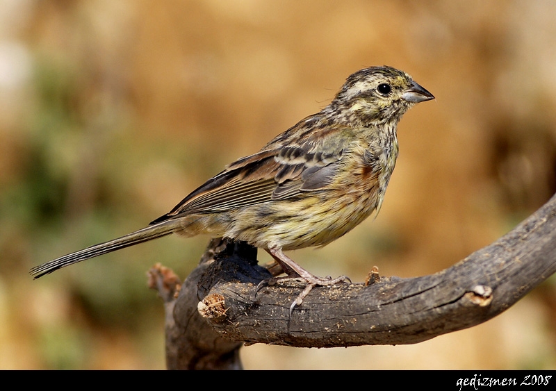 Cirl Bunting