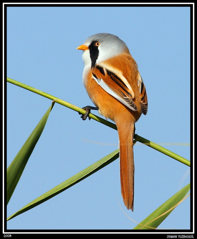 Bearded Reedling