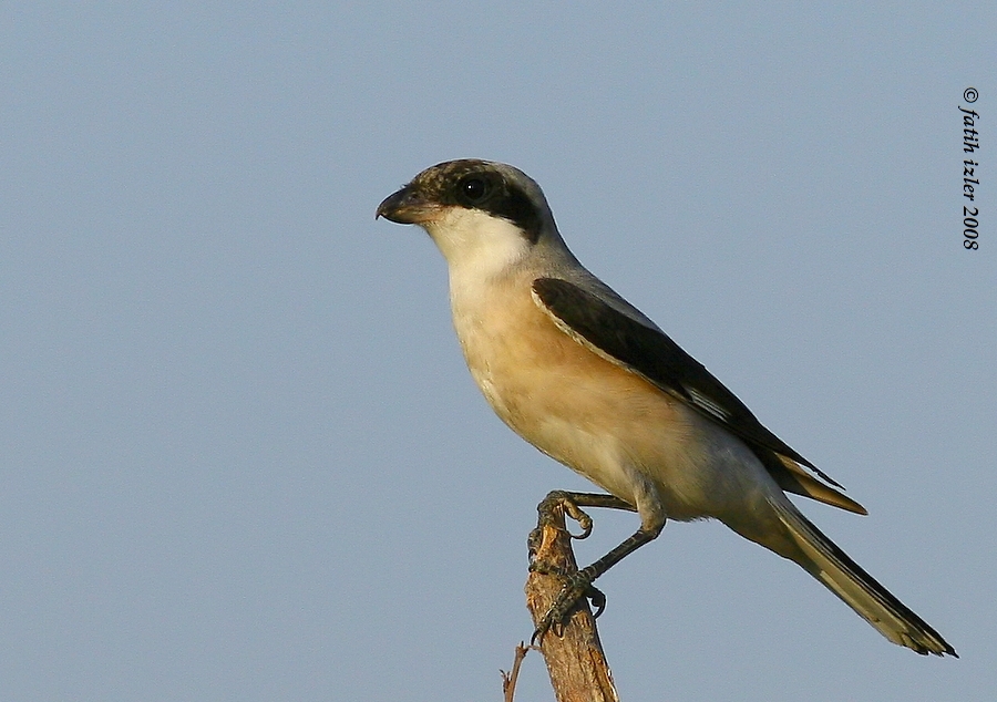 Lesser Grey Shrike