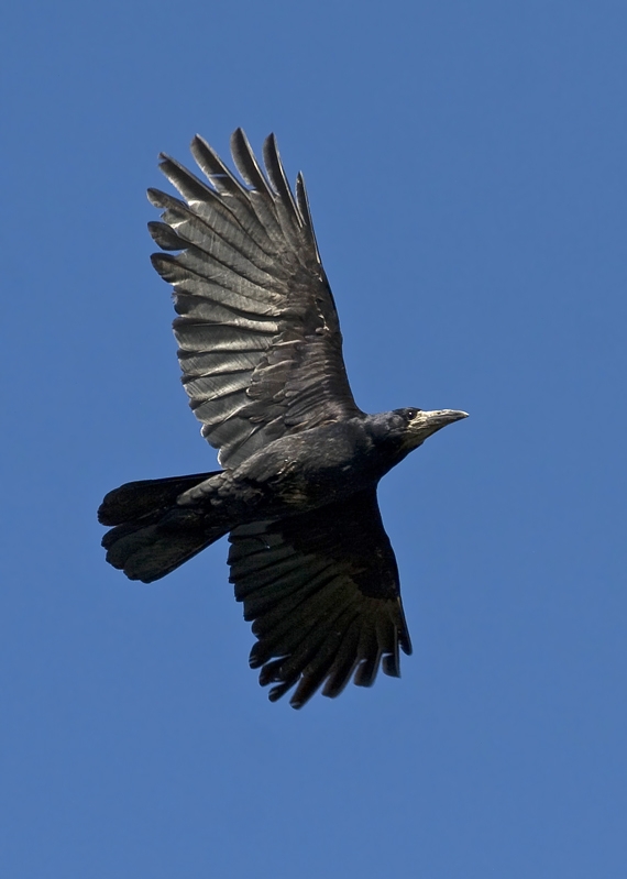 Rook