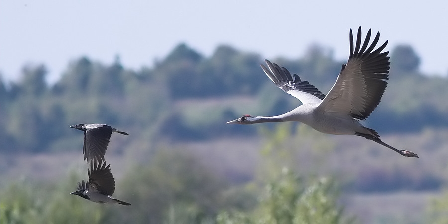 Common Crane