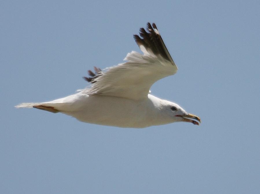 Armenian Gull