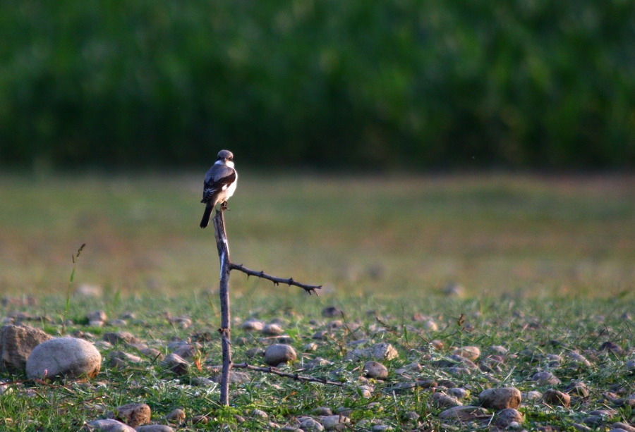 Lesser Grey Shrike