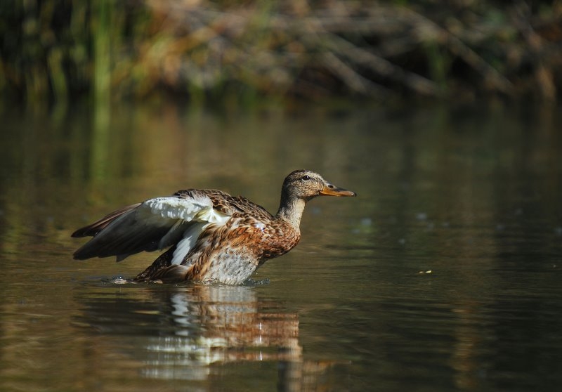 Mallard