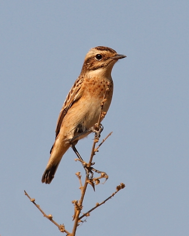 Whinchat
