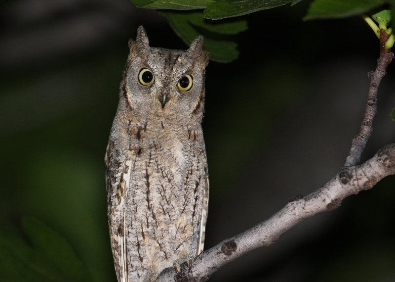 Eurasian Scops Owl