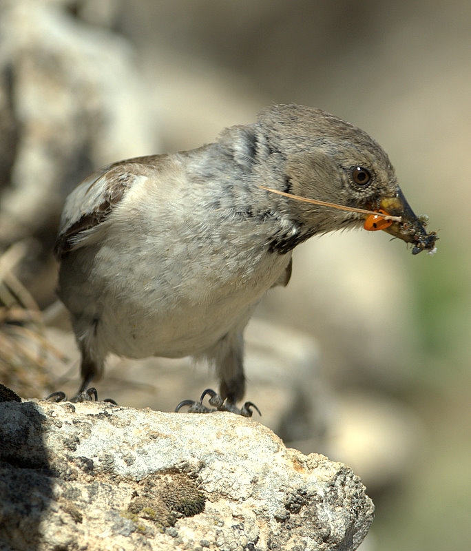 White-winged Snowfinch