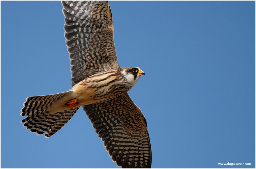 Red-footed Falcon