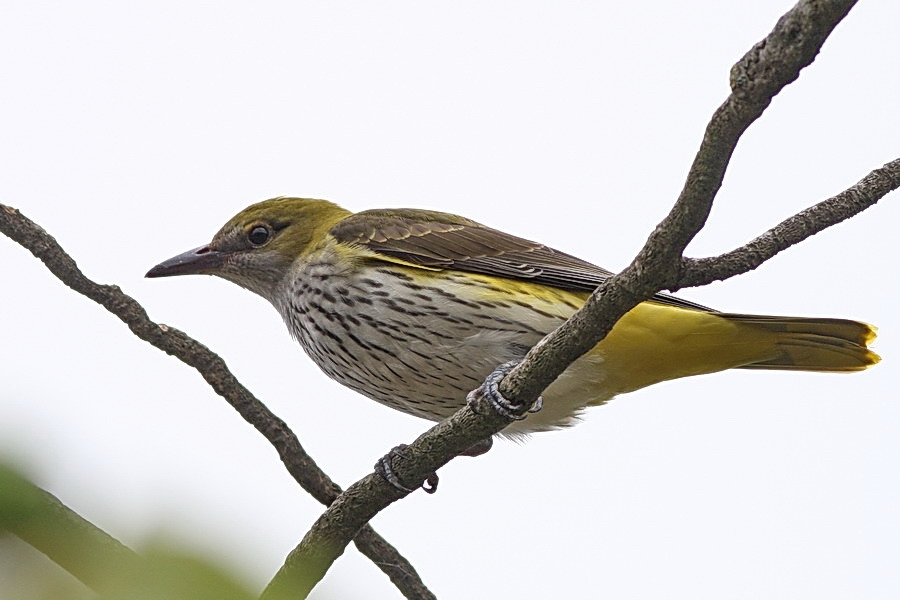 Eurasian Golden Oriole