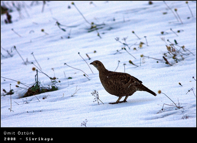 Caucasian Grouse