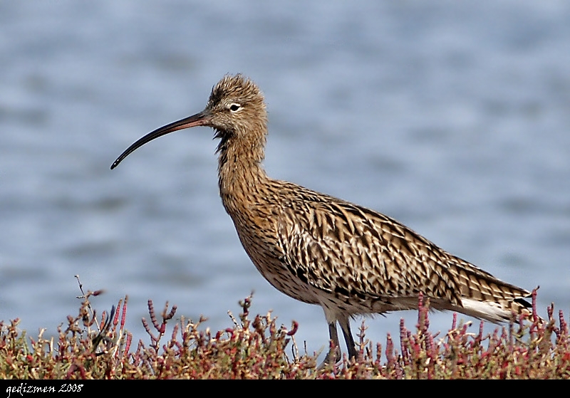 Eurasian Curlew