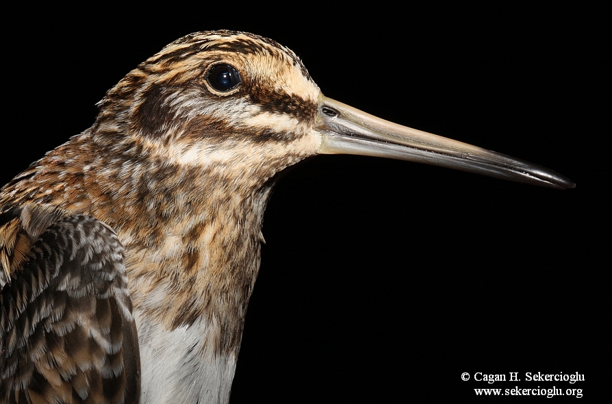 Jack Snipe