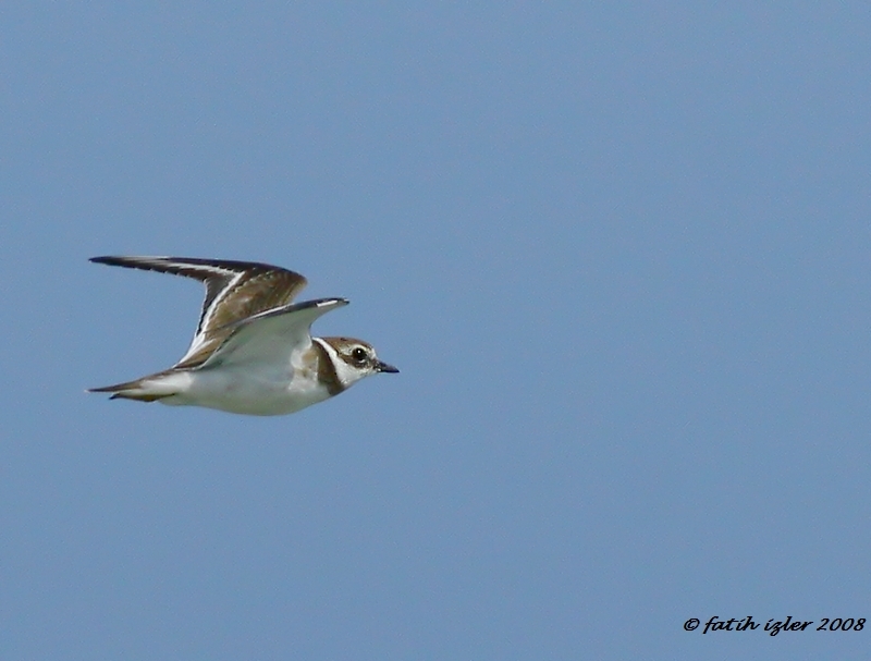 Common Ringed Plover