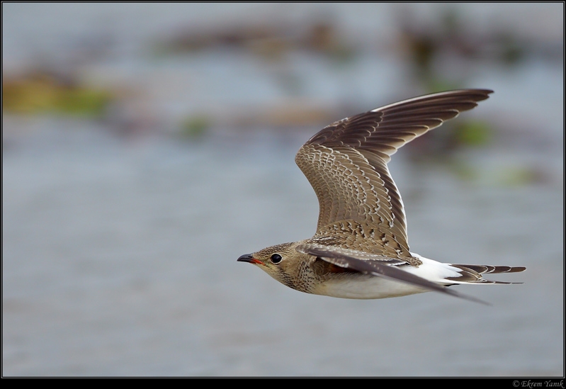 Collared Pratincole