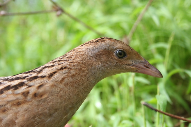 Corn Crake