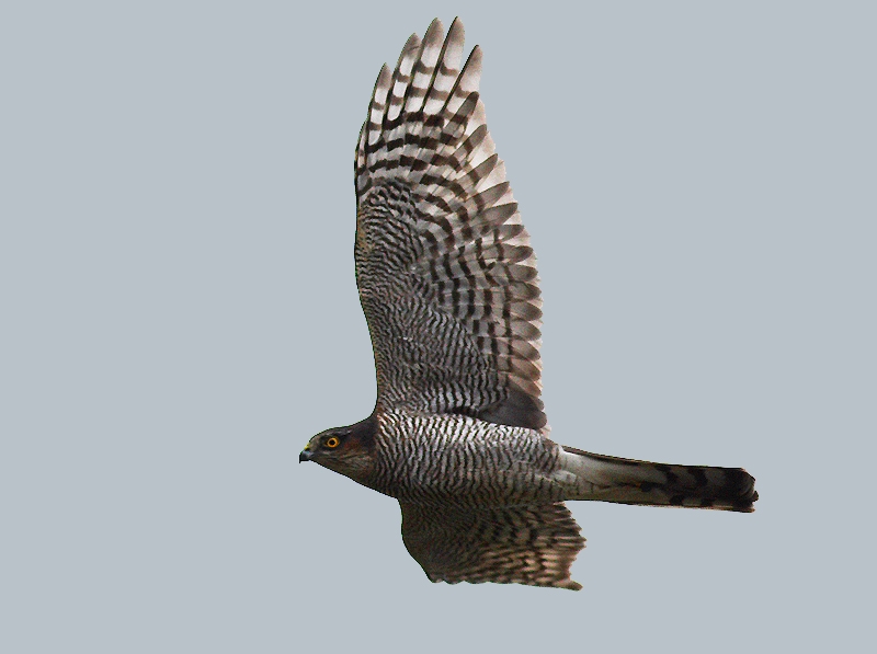 Eurasian Sparrowhawk