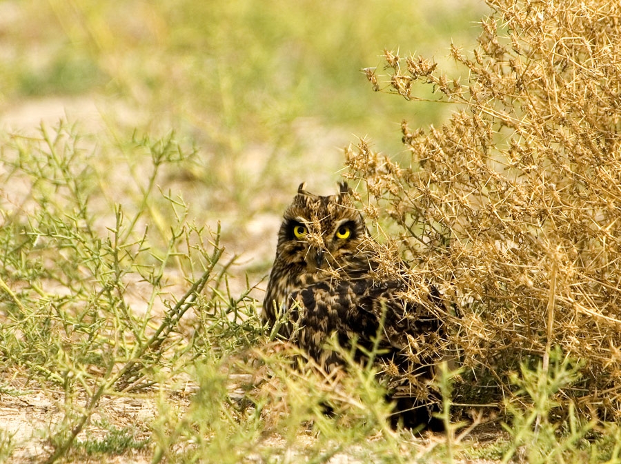 Short-eared Owl
