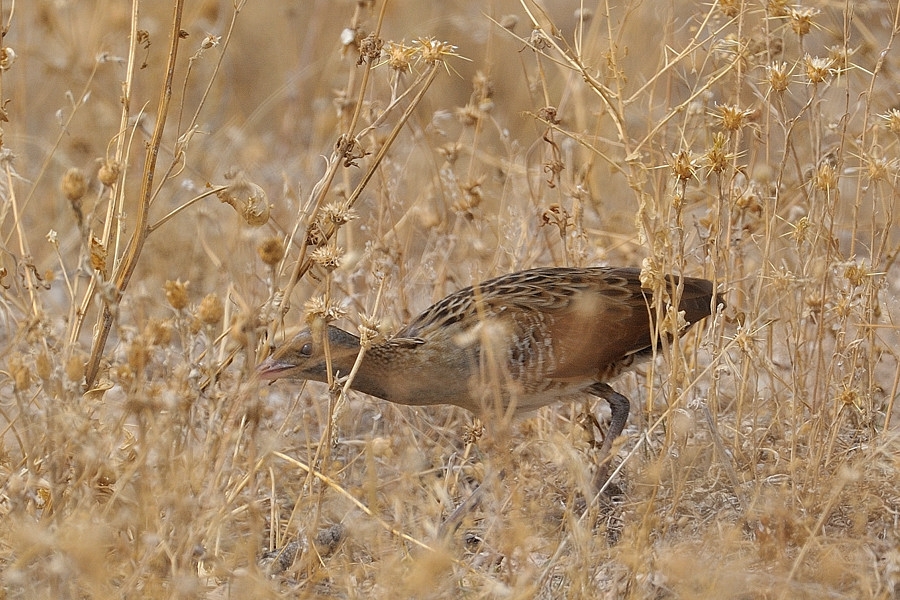 Corn Crake