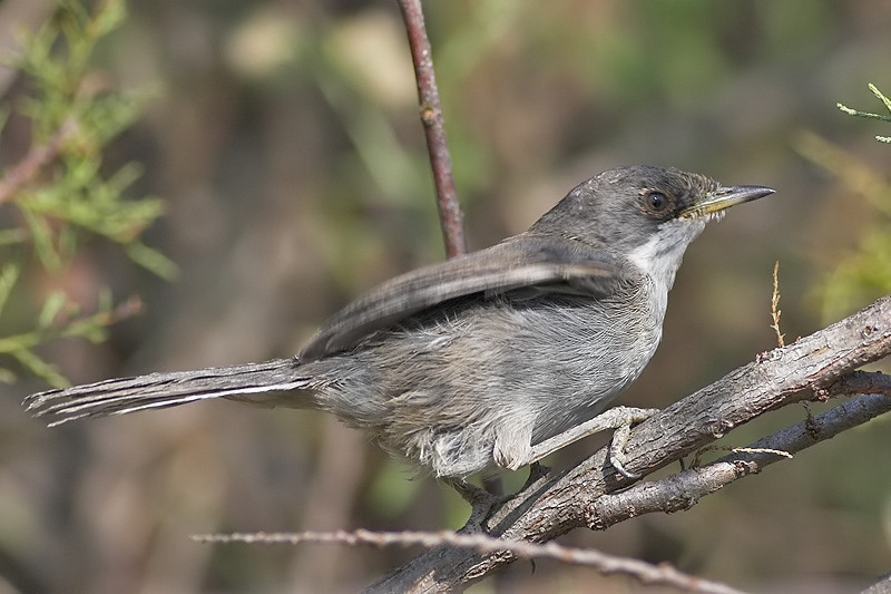 Sardinian Warbler