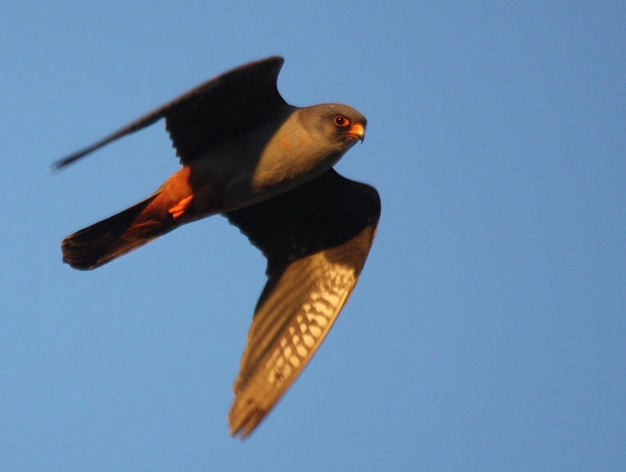Red-footed Falcon