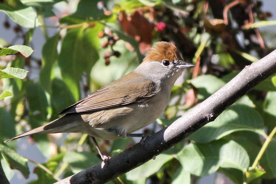 Eurasian Blackcap
