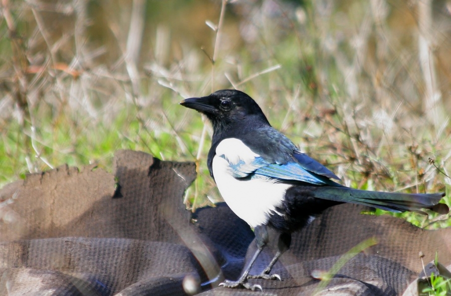 Eurasian Magpie