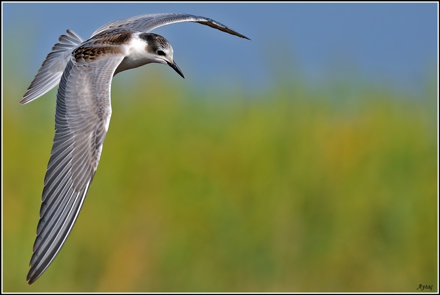 Whiskered Tern