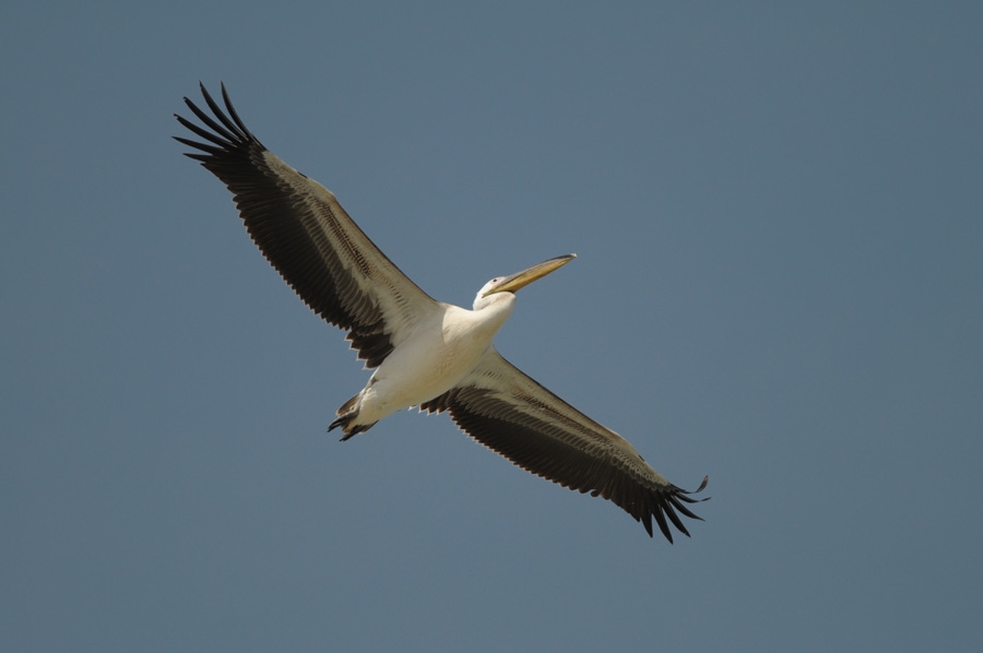 Great White Pelican
