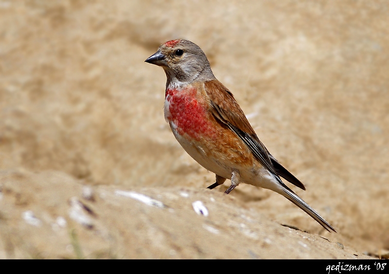 Common Linnet