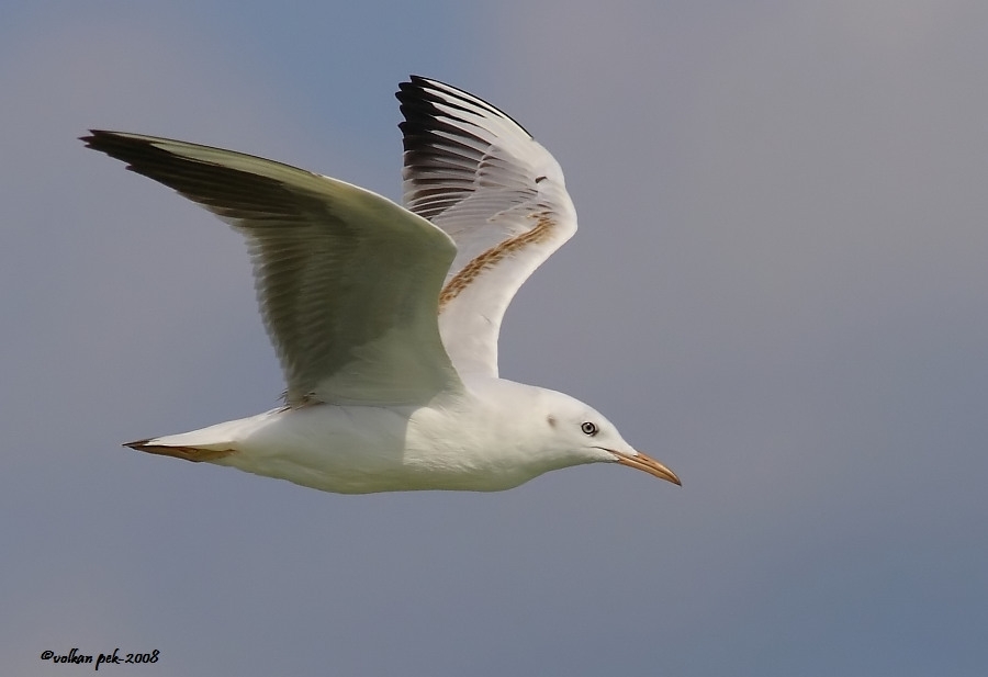 Slender-billed Gull