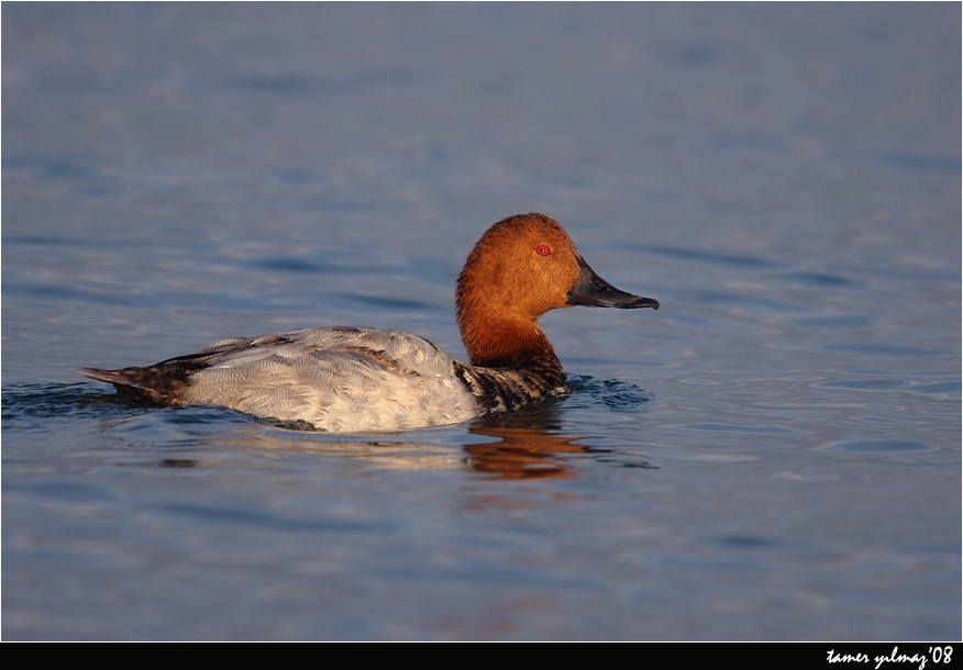 Common Pochard