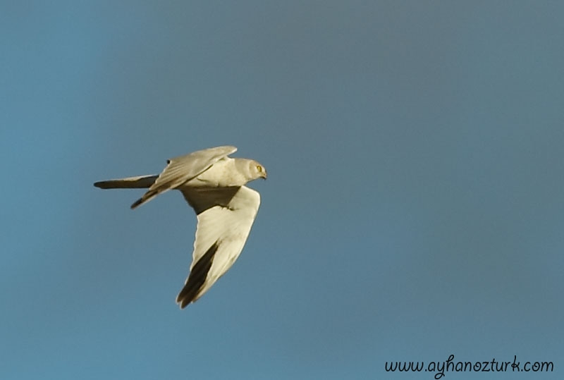 Pallid Harrier