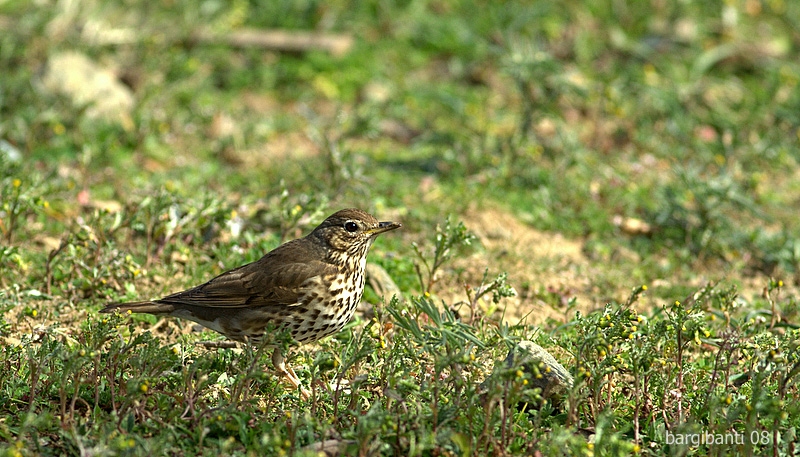 Song Thrush