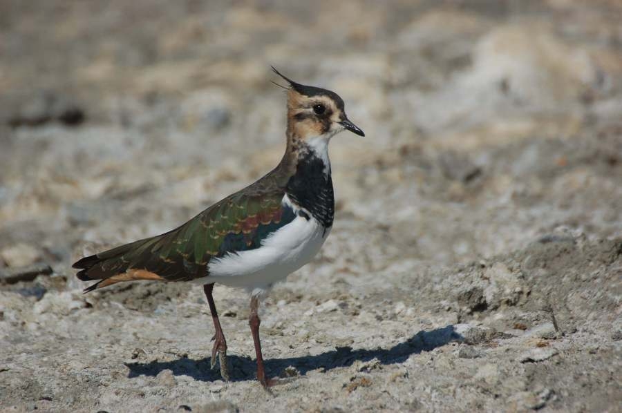 Northern Lapwing