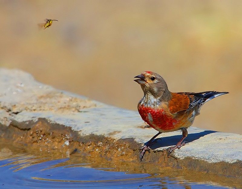 Common Linnet
