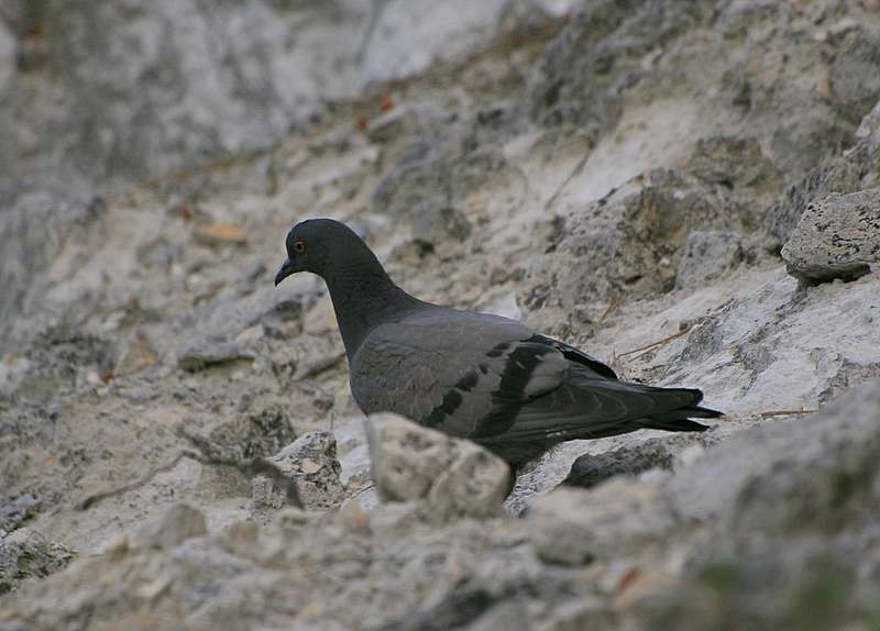 Rock Dove