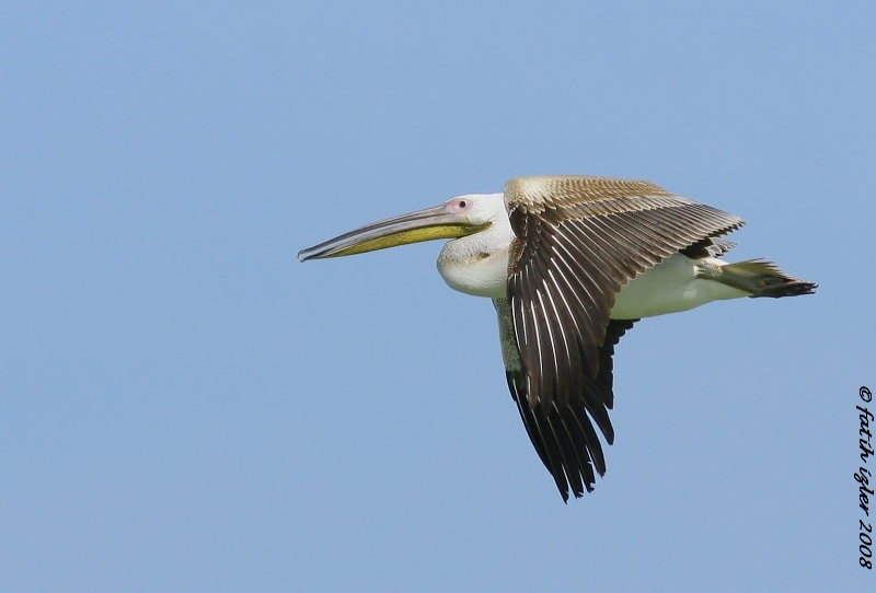 Great White Pelican
